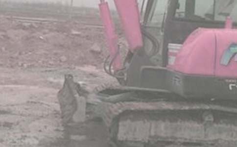 �ھ�C�D׌�f(xi��)�h��(sh��)����