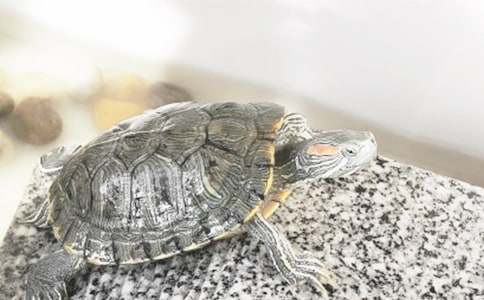 �ɐ�(��i)���o��С��������