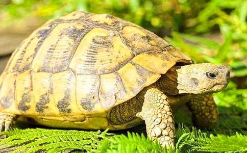 С���Z(y��)�Ի��(d��ng)�̰������Ğ���������˼