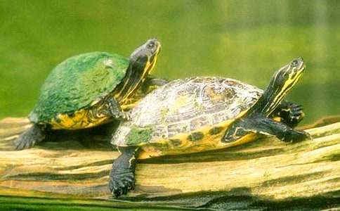 �Ұl(f��)�F�˞������������Ĵ�ȫ