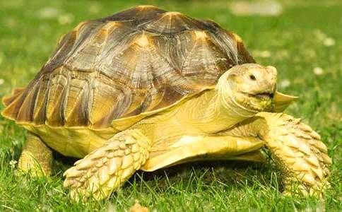 �ɐ�(��i)��С����600������