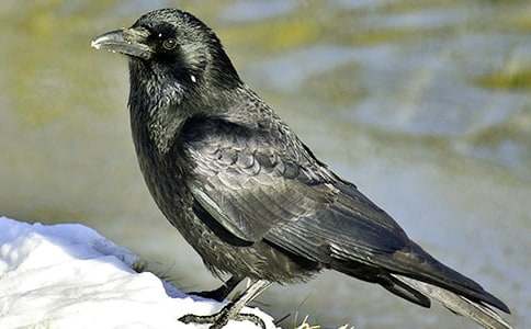 PS�ϳɄ�(chu��ng  )������񱻞��f��ë��ɢ��Ч�̳�