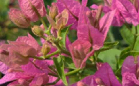 ��(j��ng)���������簲���Z(y��)�����x335�䣩