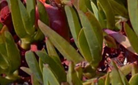 ��־�簲�Z(y��)�30��