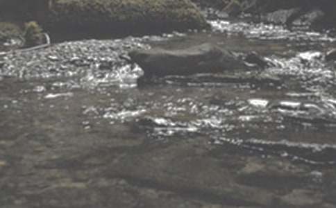 溪流的寓言故事