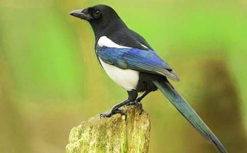 ϲ�o�������h�]�c���n(y��u)-Ԣ�Թ���