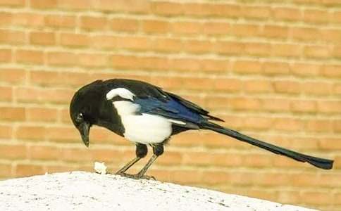 ϲ�o�Ľ�(j��ng)�v����