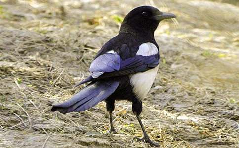 六年級童話(huà)作文灰喜鵲