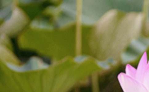 關(guān)于夏至的諺語(yǔ)集錦