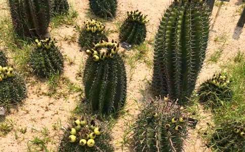 �^(gu��n)��ֲ������������