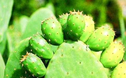 �����ƵĻ�������