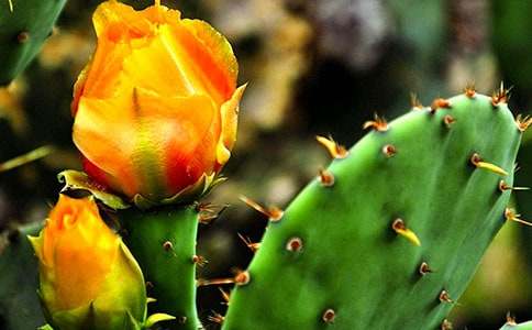 �����ƵĽ̰�