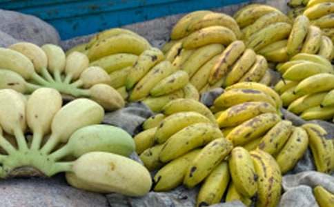 【實(shí)用】香蕉作文300字四篇