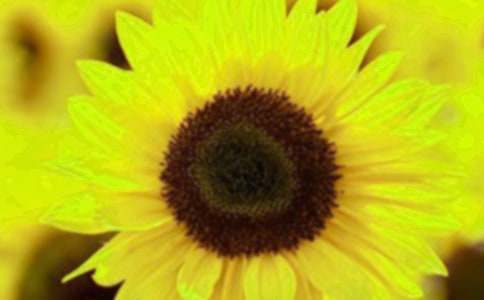 向日葵優(yōu)秀作文900字