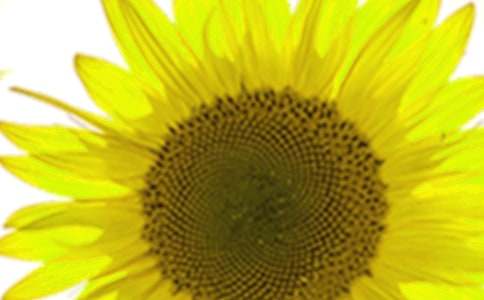 我心中的向日葵作文(8篇)