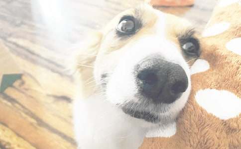 �ҵ�С����������