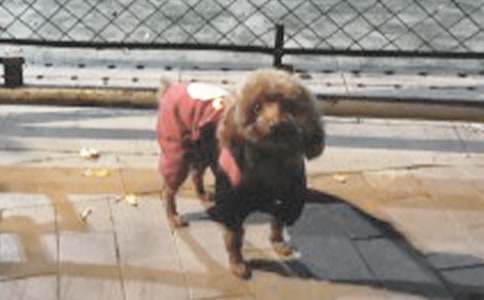 С�W(xu��)���茑(xi��)С����С�W(xu��)������