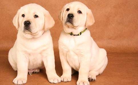 С��ͯԒ(hu��)����600����ƪ