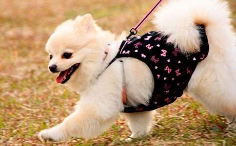 ��Ȥ��С������