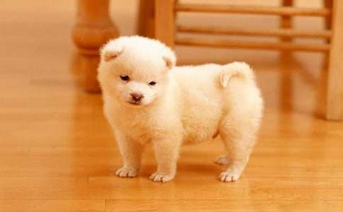 我和小狗的作文(通用33篇)