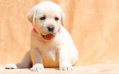 ���P(gu��n)С��ͯԒ(hu��)���ģ�ͨ��27ƪ��