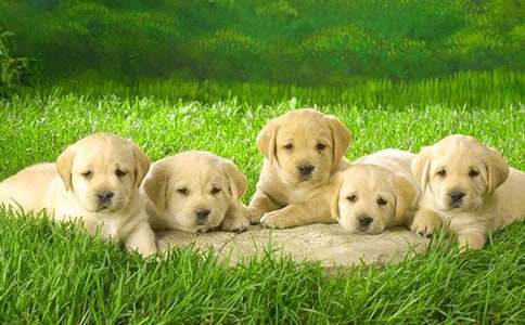 ͯԒ(hu��)���ģ�С���ҹ���