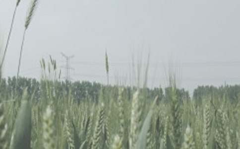 以第一次種小麥為題的作文300字(精選10篇)