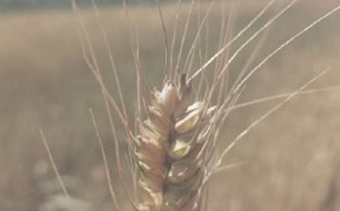 ��(y��u)�|(zh��)С�����a(ch��n)�f(xi��)�h��(sh��)2ƪ