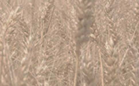 С������600��5ƪ