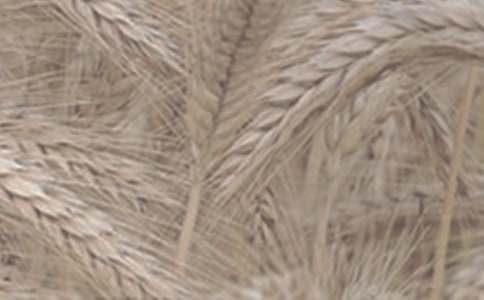 ��ĨС��ɫ����