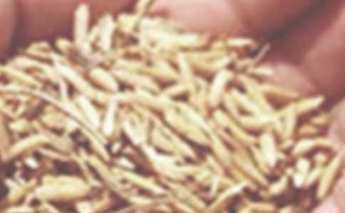 小麥作文600字三篇