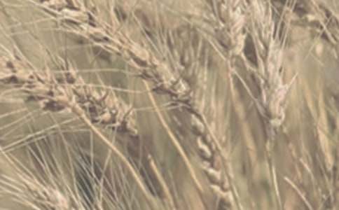 小麥生長(cháng)的農諺