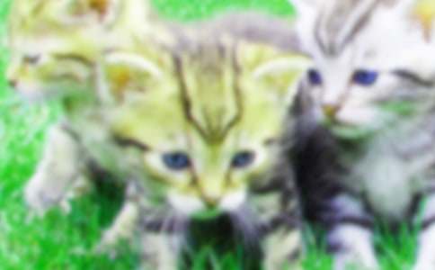 小班社會(huì )教案愛(ài)清潔的小貓教案