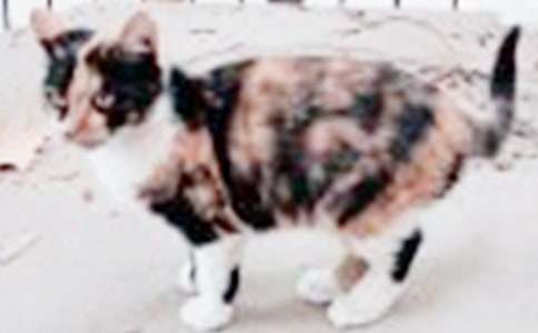 ���P(gu��n)С؈��(y��u)��������ƪ