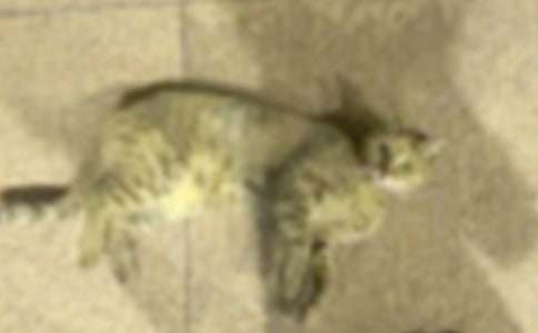 С���w���̰���С؈ץ�~(y��)