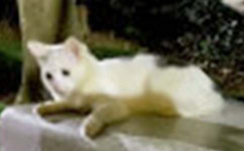 �ɐ�(��i)��С؈��(y��u)������