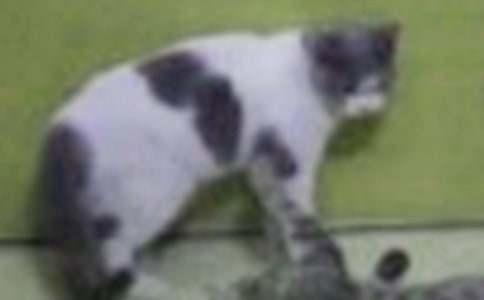 �ɐ�(��i)��С��(d��ng)��С؈����