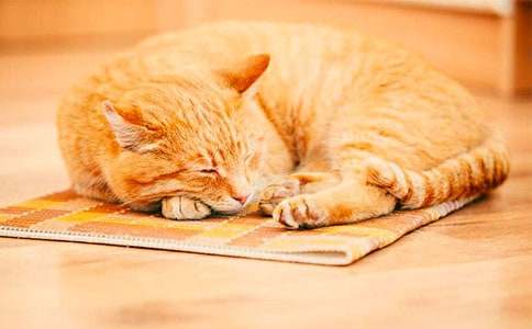 初中作文:觀(guān)察小貓