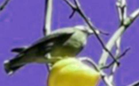 ��ŭ��С�B(ni��o)���ĸ���