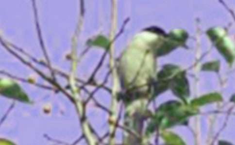 �Һ���׃��һֻС�B(ni��o)��������