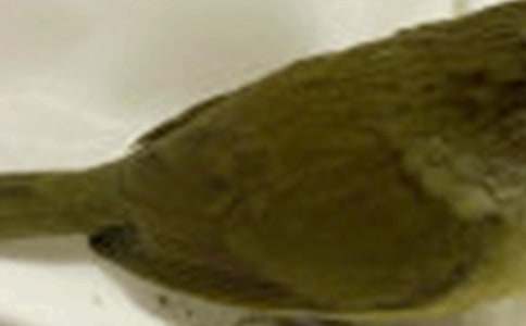 С�ࡶ�ɐ�(��i)��С�B(ni��o)���̰���˼