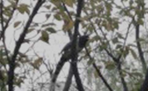 ��С�B(ni��o)�Ľ̰���ͨ��11ƪ��