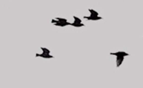 С�����(hu�� )�I(l��ng)��̰���С�B(ni��o)�ļҡ�