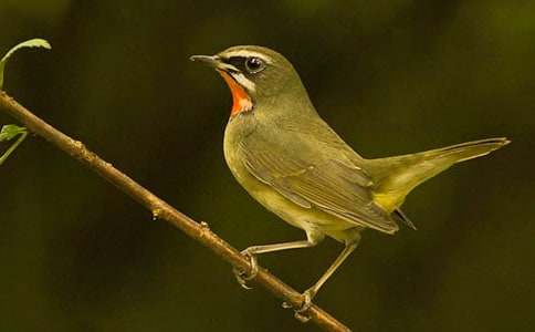 С�B(ni��o)��(y��u)������15ƪ