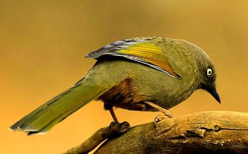 �а��Α�С�B(ni��o)׽�x(ch��ng)���̰��c��˼