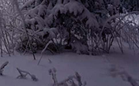 С�W(xu��)Сѩ����̰�ģ�壨ͨ��5ƪ��