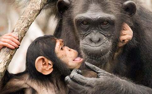 描寫(xiě)黑猩猩的作文500字(通用32篇)