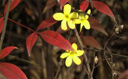 ѩ�����ӭ��������