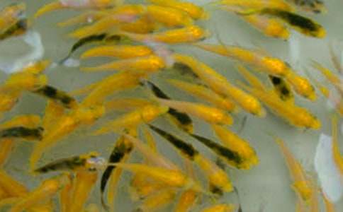 魚(yú)苗購銷(xiāo)合同(精選15篇)