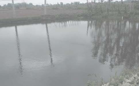 家鄉的魚(yú)塘作文(合集6篇)